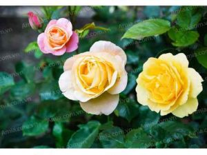 Tranh hoa hồng độc quyền nhà Amia