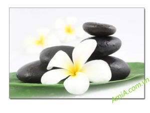 Tranh treo tường Spa Đá Zen với hoa frangipani ( hoa đại) trên nền trắng AmiA 0105092024
